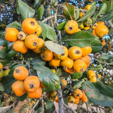 Tejocote Manzanita Seeds for Planting