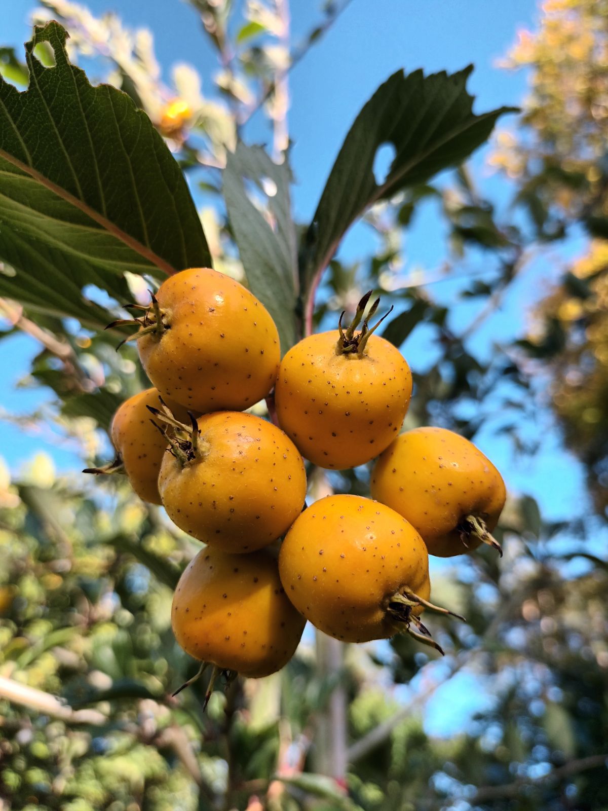 Tejocote Manzanita Seeds for Planting