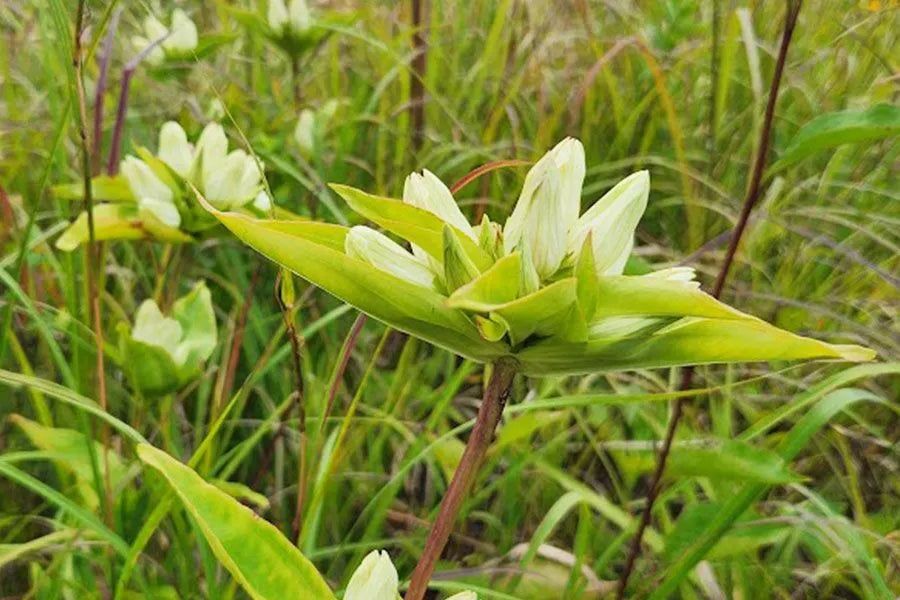Cream Gentiana Flower seeds for Planting - Vibrant Colors, Heirloom & GMO Free Seeds for Home Garden