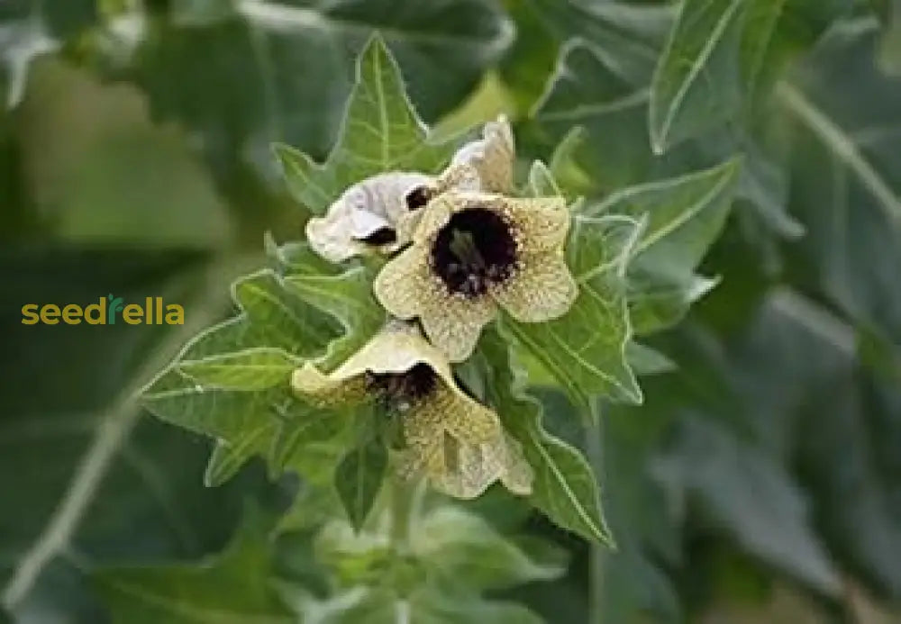 Cream Henbane Seeds For Planting Flower