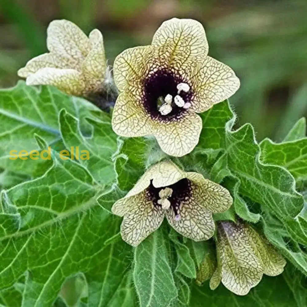 Cream Henbane Seeds For Planting Flower