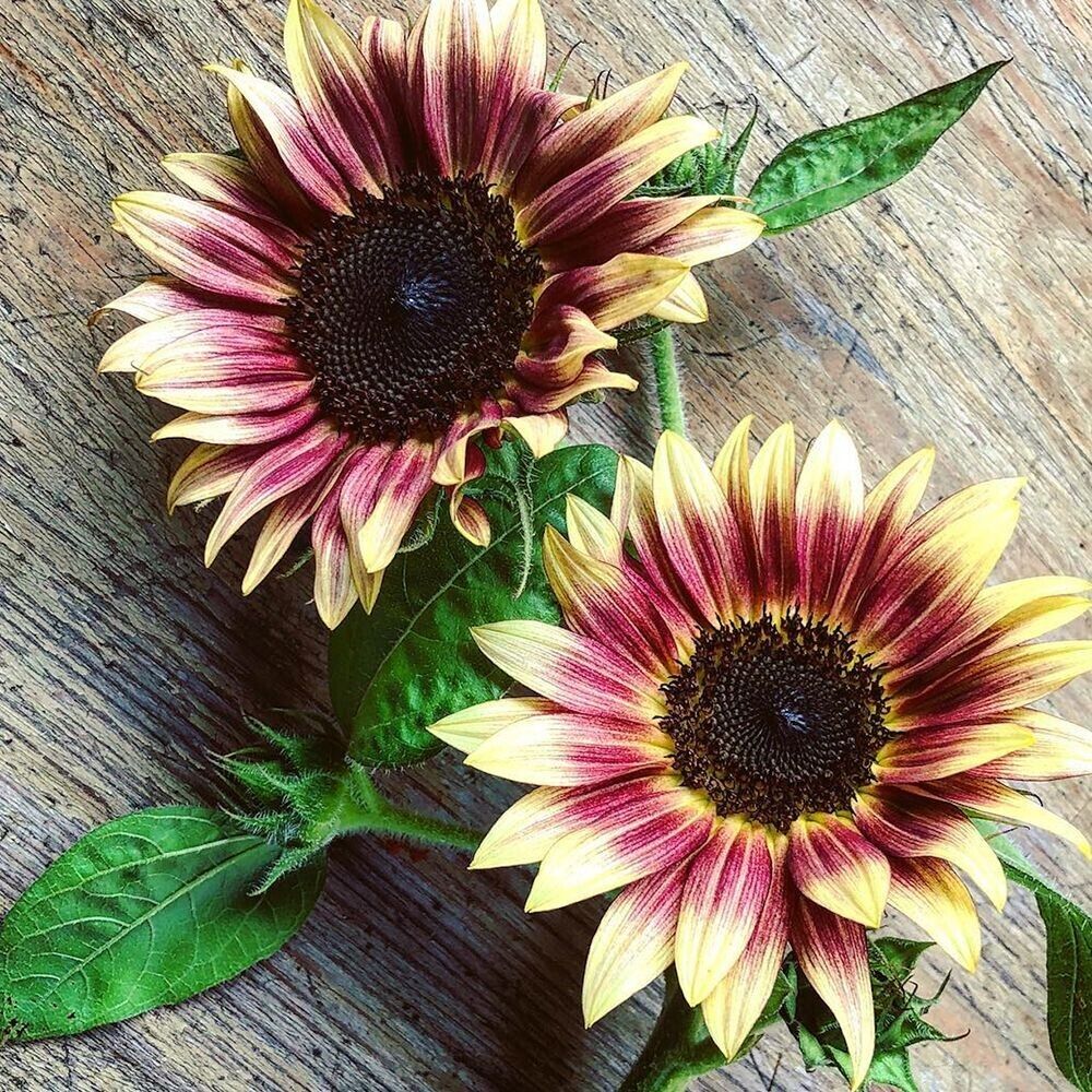 Cream Violet Sunflower Blooms in Garden