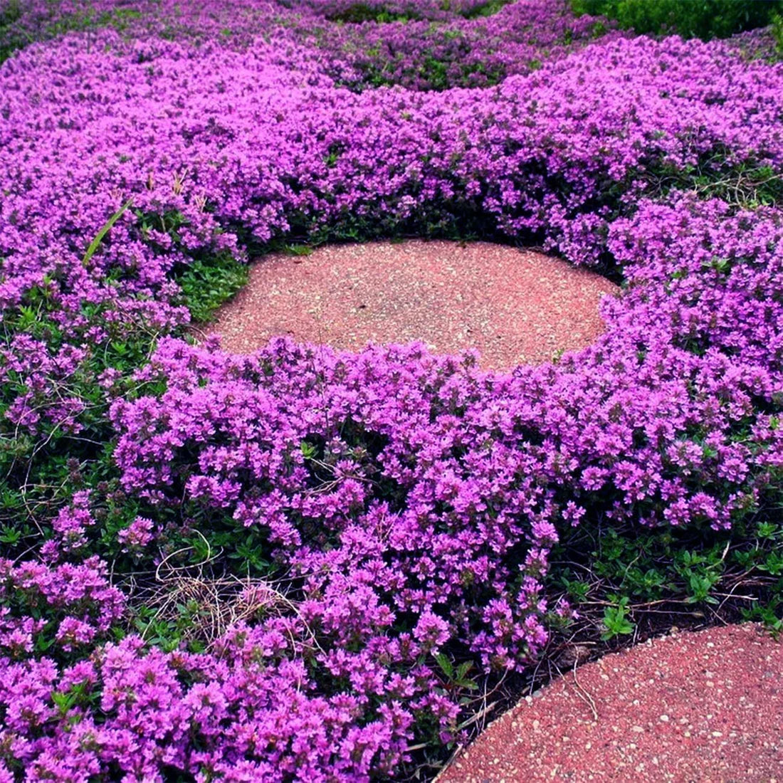 Creeping Thyme Seeds – Organic Fragrant Ground Cover Herb for Gardens