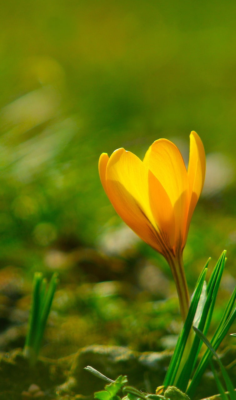 Yellow Crocus Flower Seed for Plantings for Planting Hardy Variety Heirloom & GMO Free Seed for Plantings for Planting f