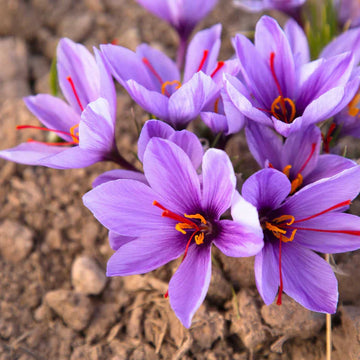 Crocus Saffron Plant Seeds – Easy Growing Flowering Plant