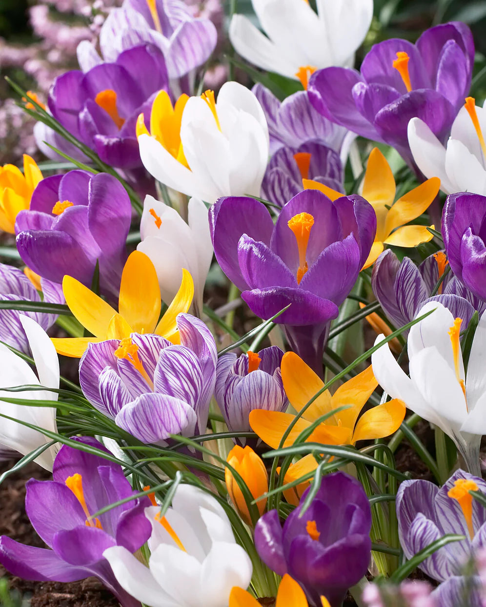 Mixed Crocus Flower seeds for Planting - Compact Growth, Heirloom & GMO Free Seeds for Home Garden