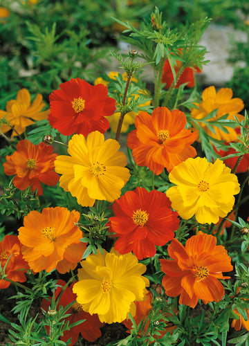 Cosmos Flower seeds for Planting Long Bloom Season Heirloom & GMO Free Seeds for Home Garden