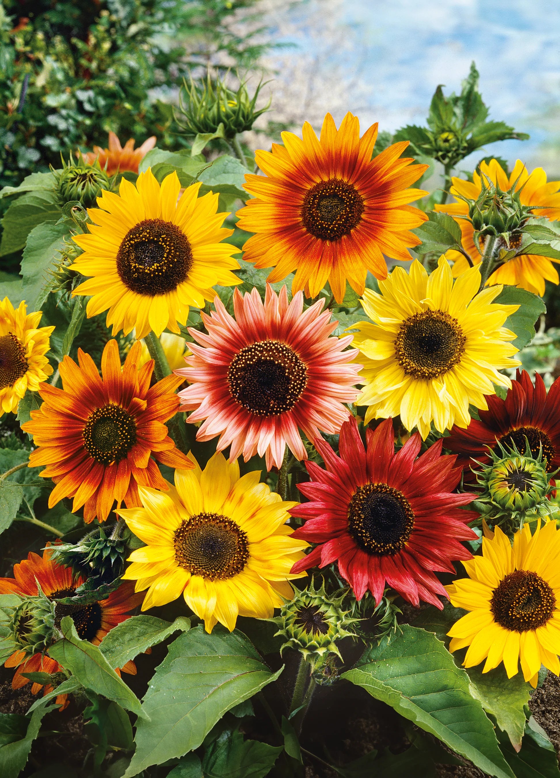 Mix Pink Sunflower Flower Seeds for Planting Bright Blooms Heirloom & GMO Free Seeds for Home Garden
 
 Sale