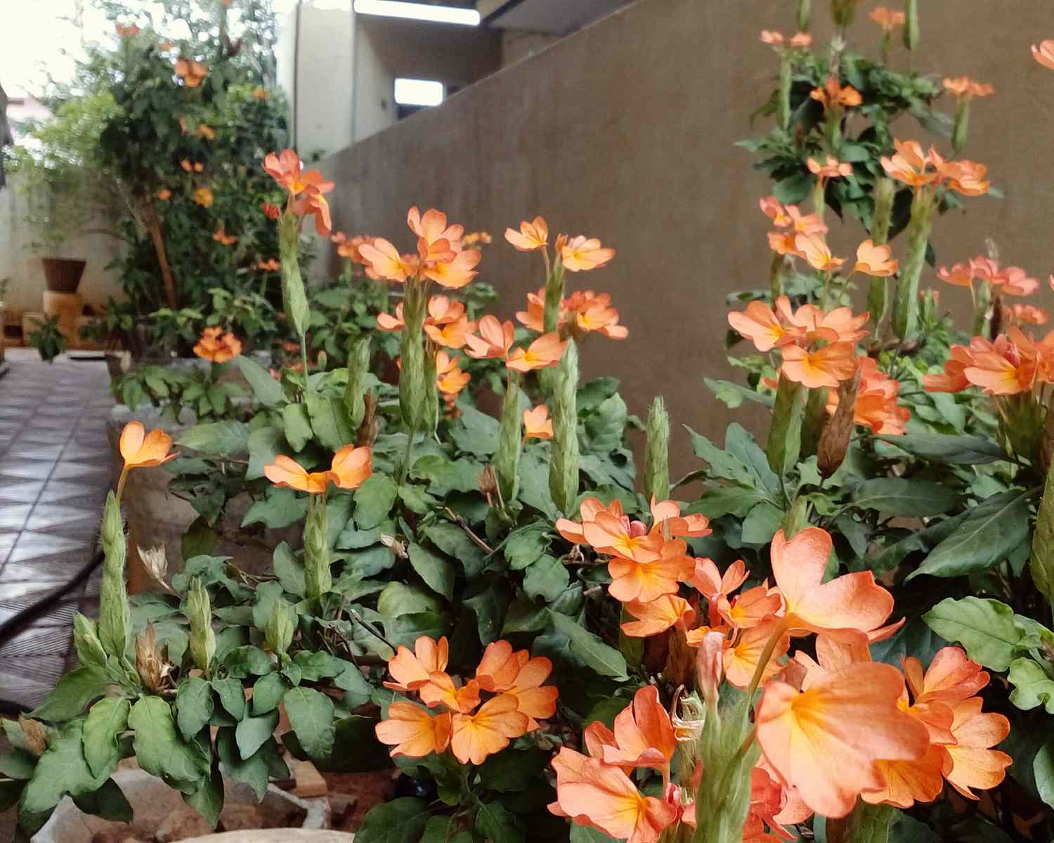 Orange Marmalade Flower seeds for Planting - Cut Flower Favorite, Heirloom & GMO Free Seeds for Home Garden
