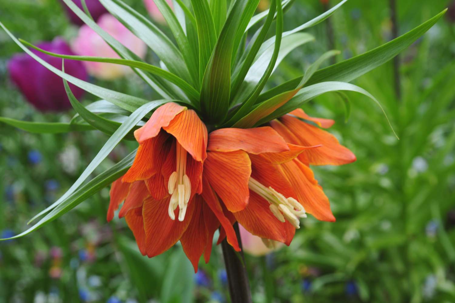 Imperialis Flower seeds for Planting - Shade Tolerant, Heirloom & GMO Free Seeds for Home Garden