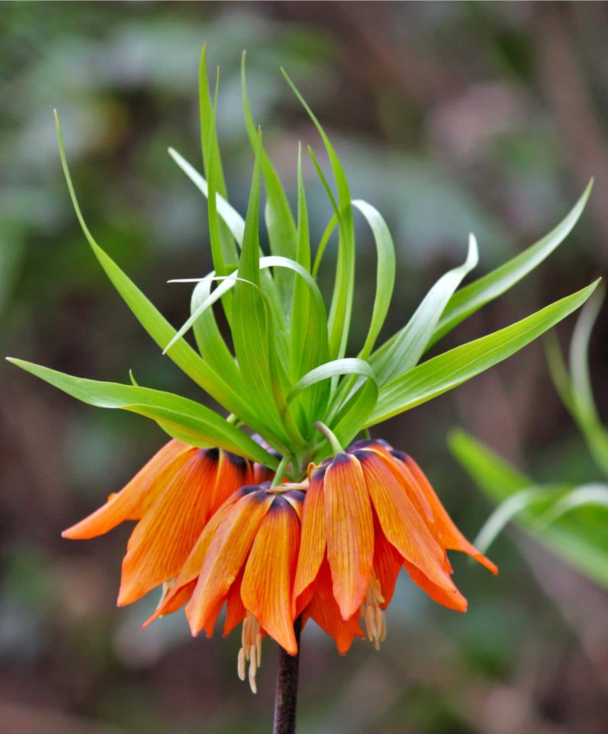 Imperialis Flower seeds for Planting - Shade Tolerant, Heirloom & GMO Free Seeds for Home Garden