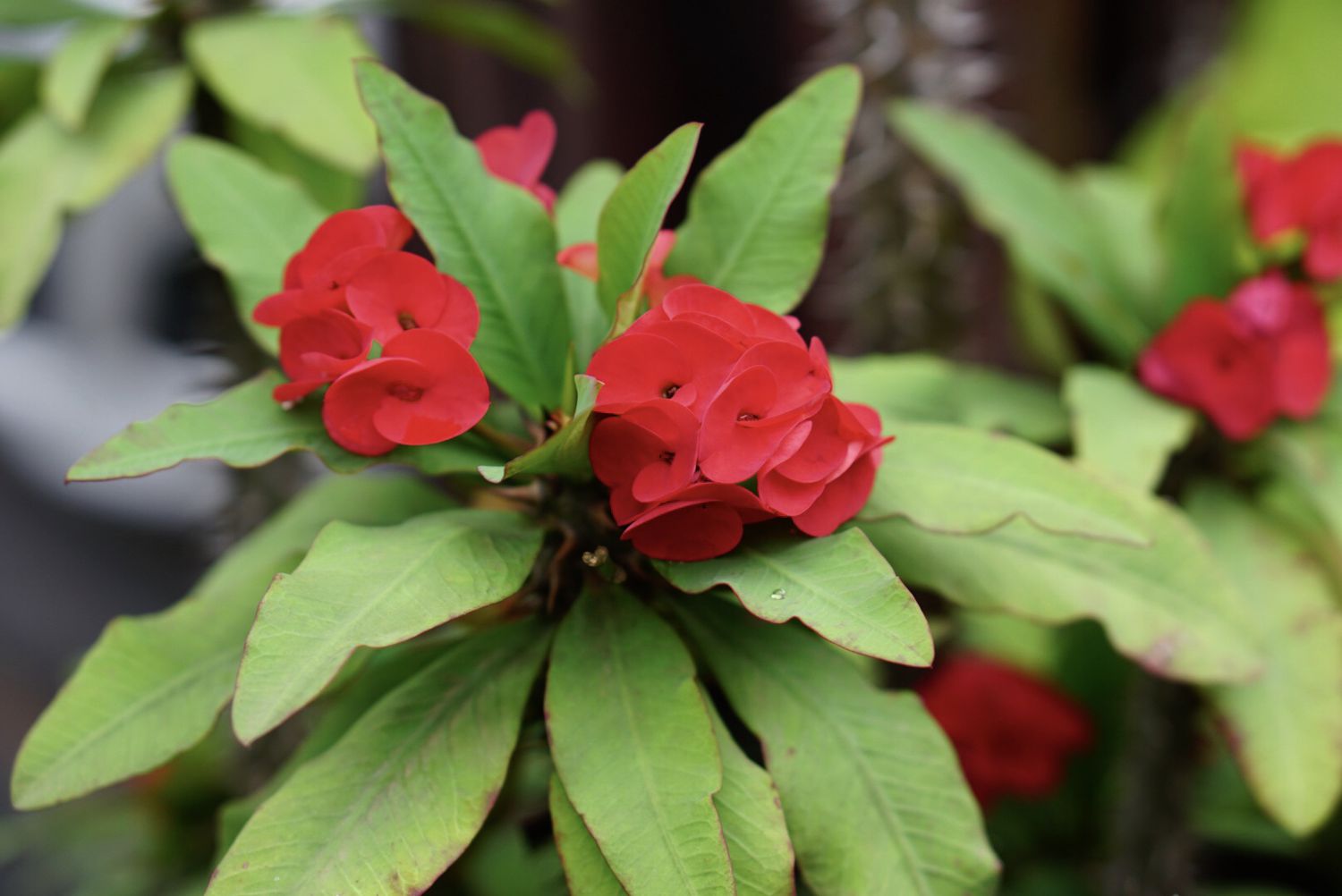 Milii Red Flower Seeds for Planting Vibrant Annuals for Your Garden - Evergrowseeds