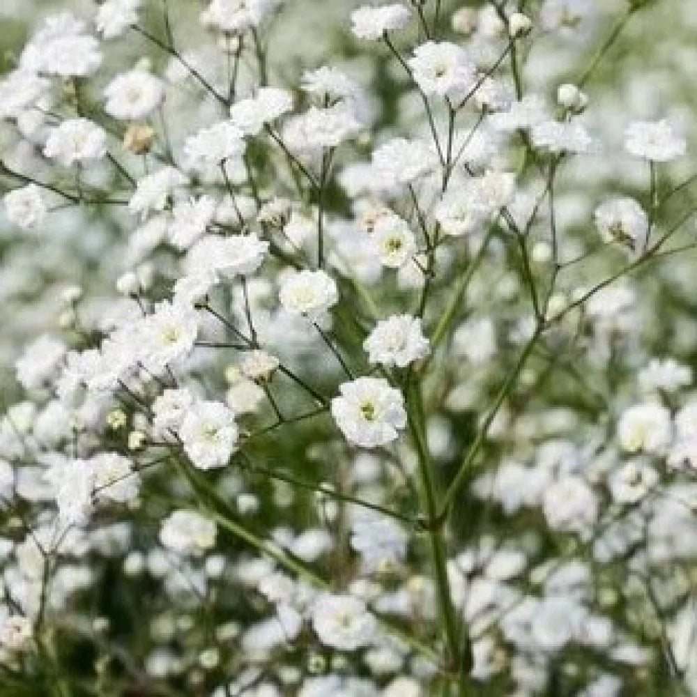 Gypsophila White Flower Seeds for Planting - Perfect for Beautiful Bouquets