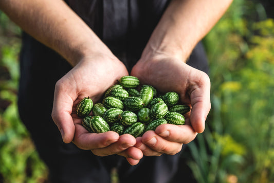 Cucamelon Seeds – Melothria scabra Non-GMO Mini Watermelon Vine