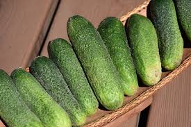 Cucumber vines climbing on a trellis