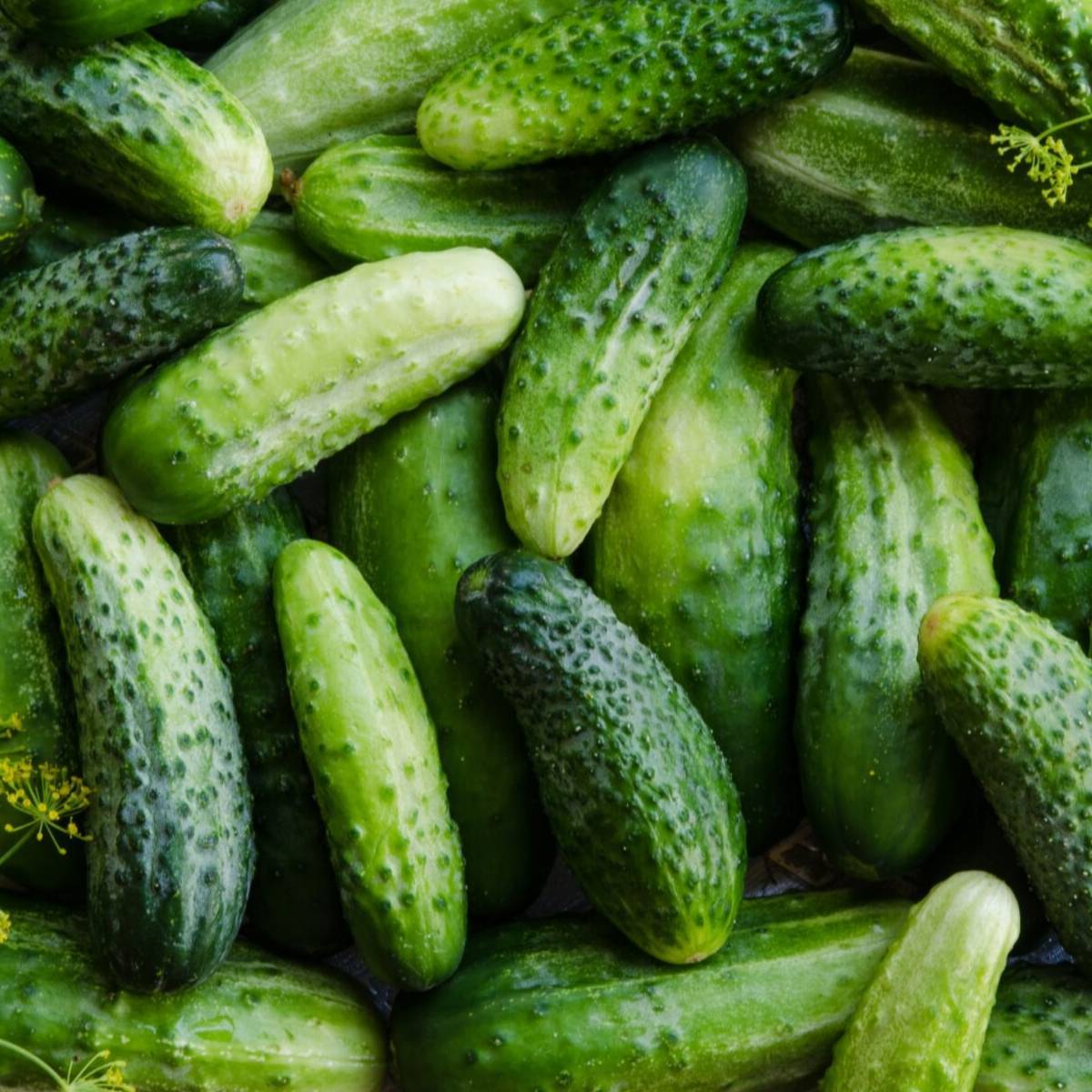 Close-up of ripe cucumbers ready for harvest