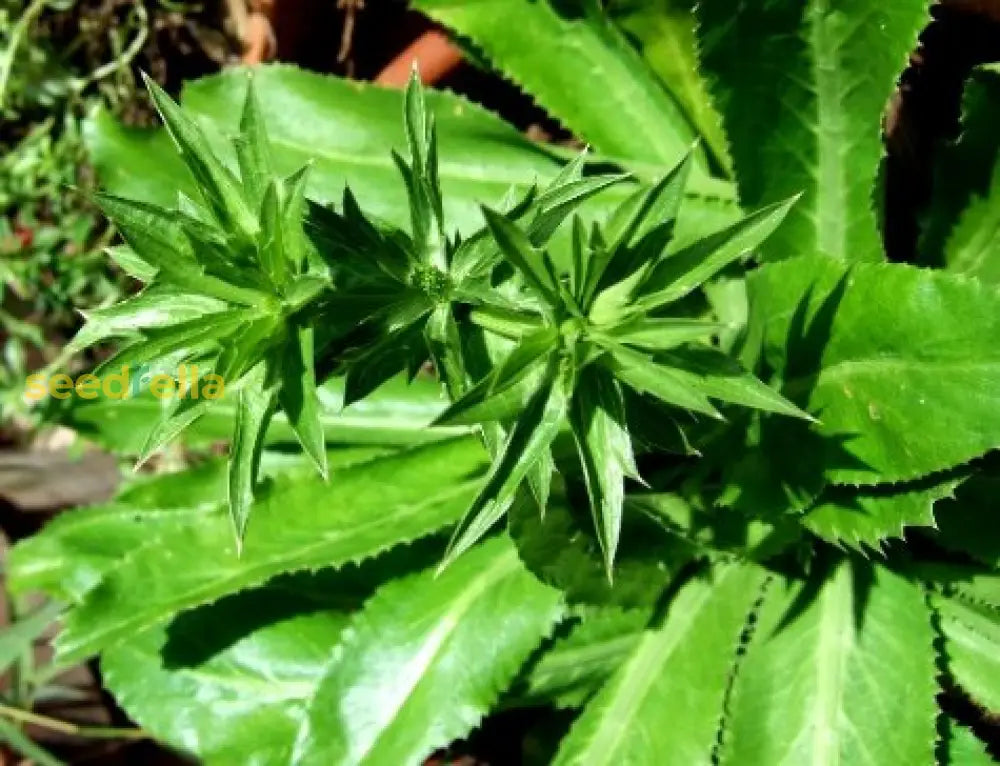 Culantro Seeds Planting Kit - Grow Your Own Plant Seeds