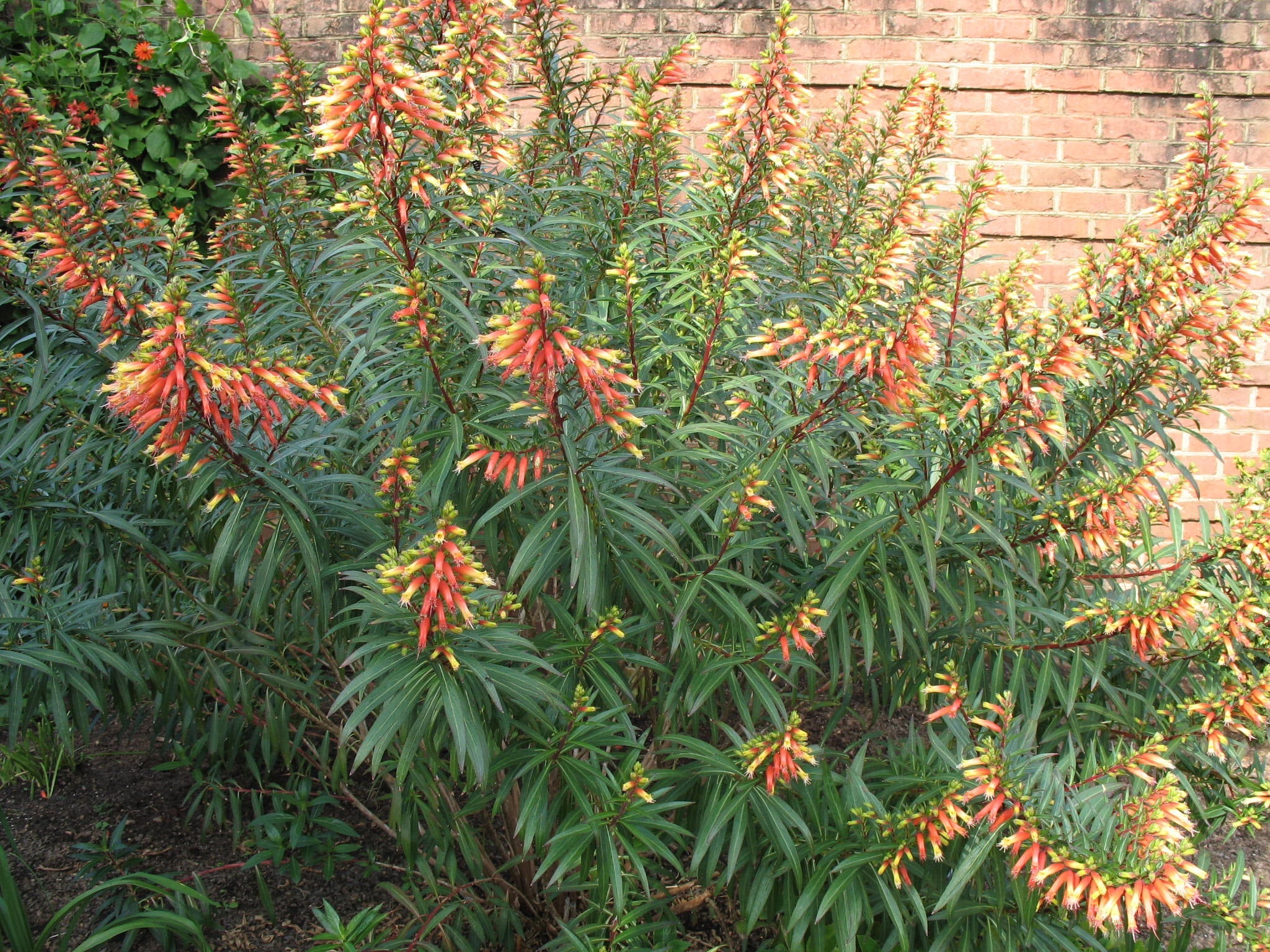 Cuphea Micropetala growing in garden