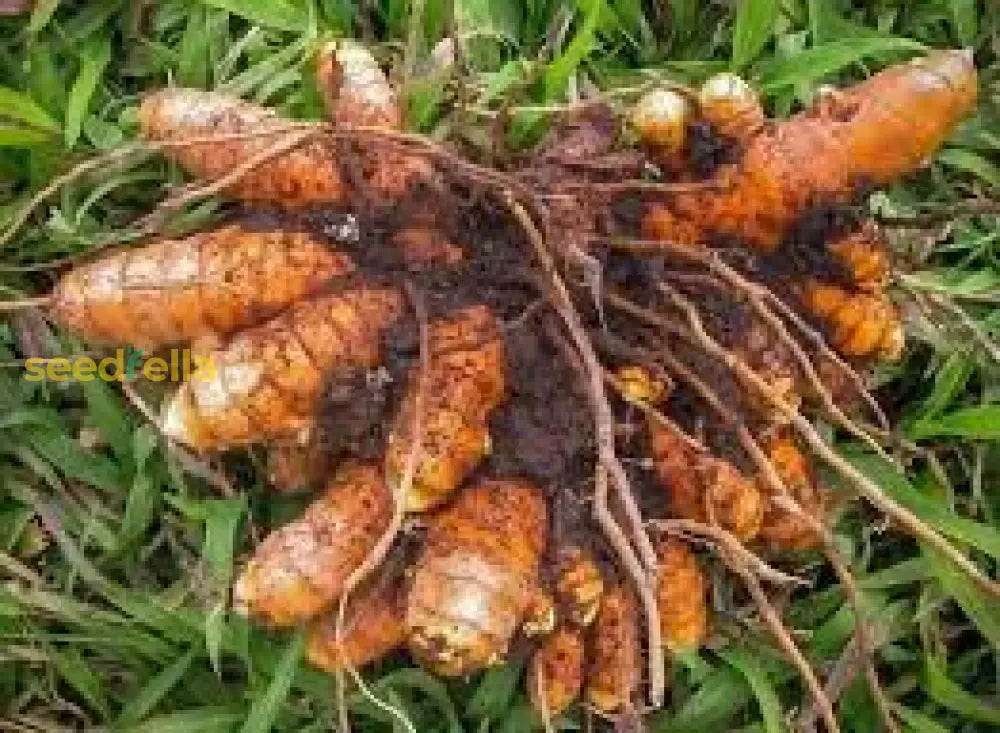 Curcuma Longa Seeds For Planting - Mixed Varieties Flower