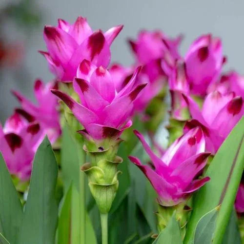Rhizoma Curcuma Flower seeds for Planting - Wildflower Mix, Heirloom & GMO Free Seeds for Home Garden