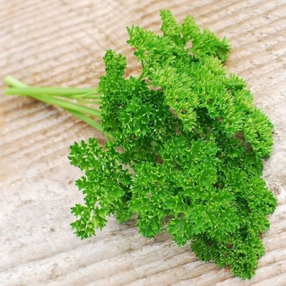 Curled parsley foliage from Moss Curled Parsley seeds in a kitchen garden