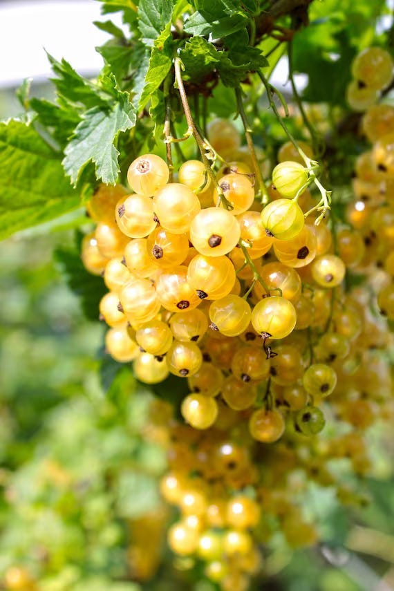 Currant seed germination and planting guide