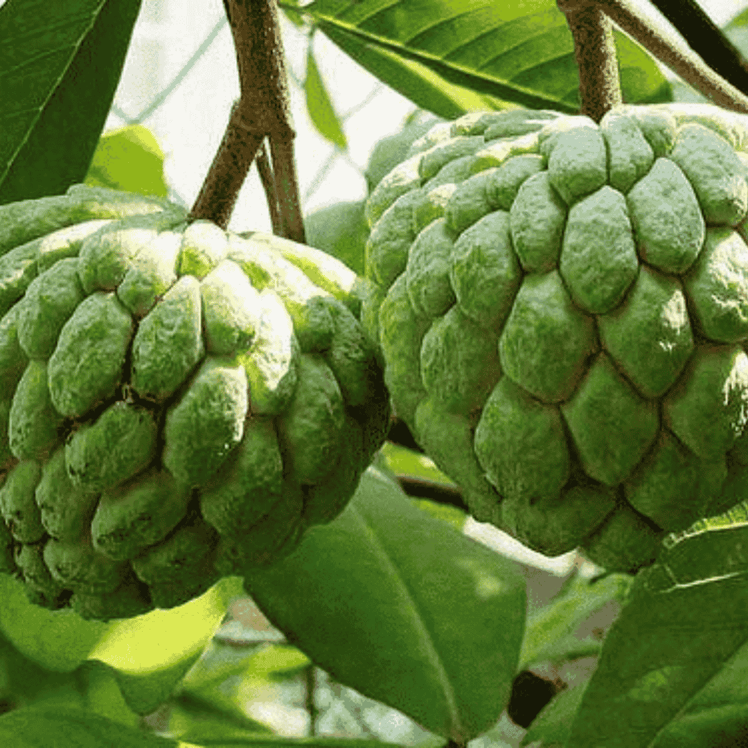 Green Custard Apple Fruit Seeds for Planting  Premium Quality for Home Gardens