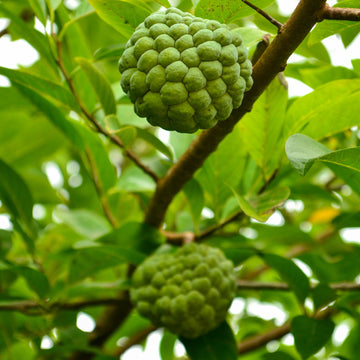 Buy Sugar Apple (Sitaphal) Seeds Online – Annona squamosa Sweet Variety