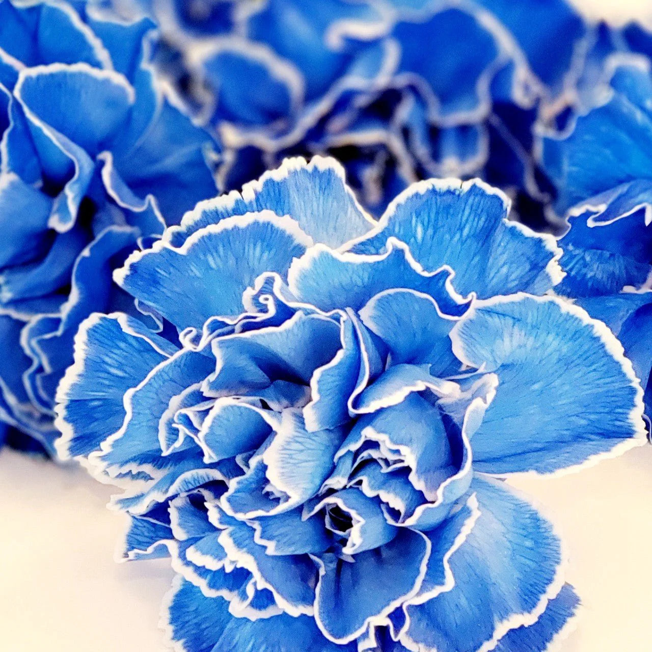 Sky Blue Carnation Flower seeds for Planting - Vibrant Colors, Heirloom & GMO Free Seeds for Home Garden