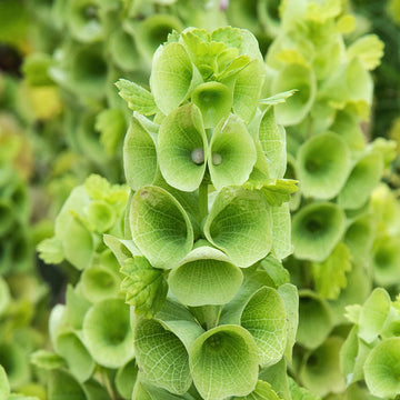 Organic Bells of Ireland Plant Seeds – Tall Green Ornamental Flowers