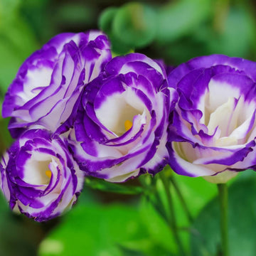 Organic Lisianthus Plant Seeds – Long-Stem Flowers for Bouquets & Pots