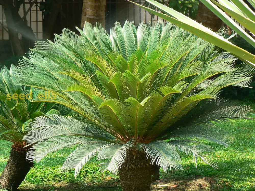 Cycas Plant Seeds - Dark Green: Your Complete Planting Guide Seeds