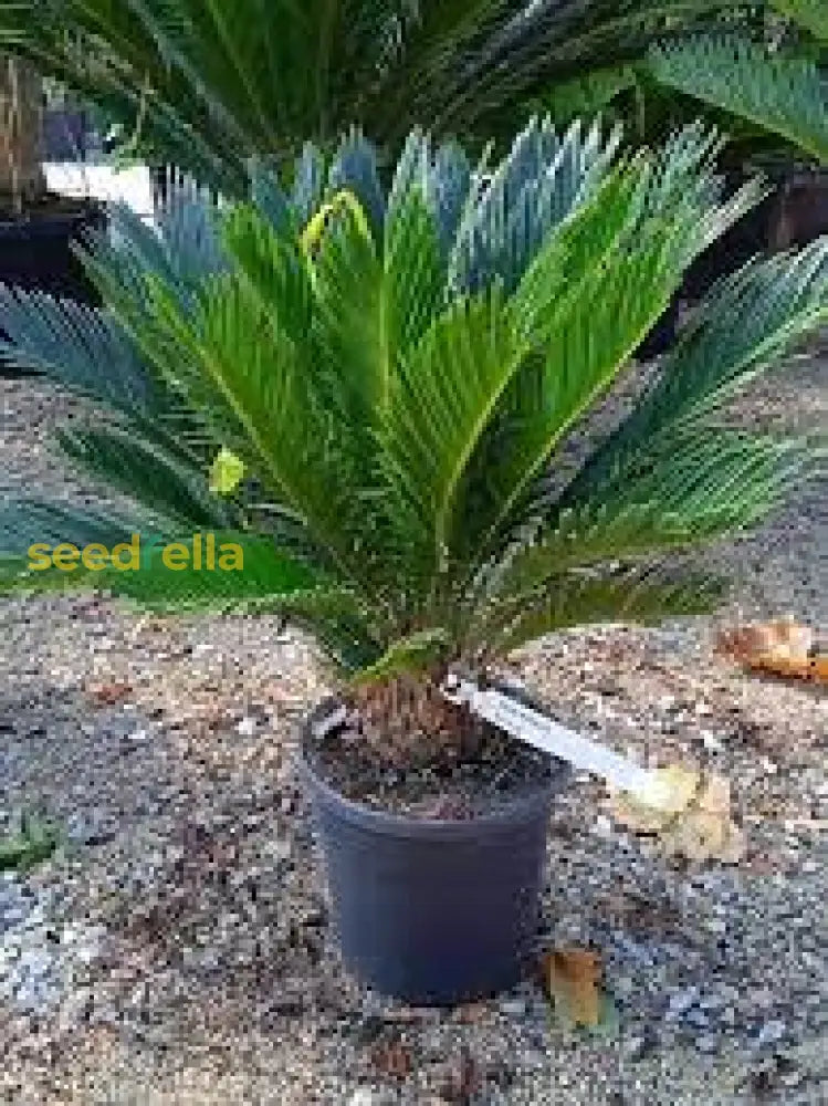 Cycas Plant Seeds - Dark Green: Your Complete Planting Guide Seeds