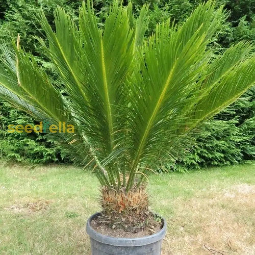 Cycas Plant Seeds - Dark Green: Your Complete Planting Guide Seeds