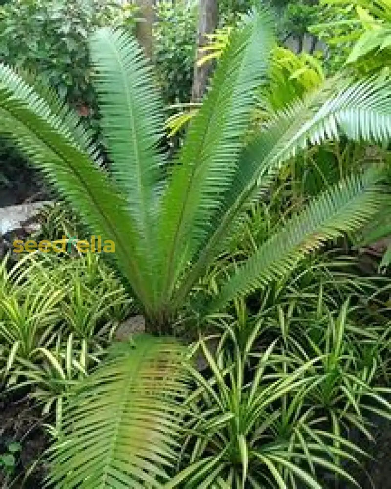 Cycas Plant Seeds For Easy Planting Seeds