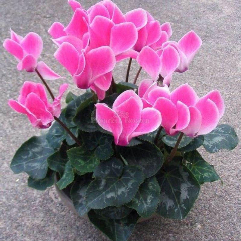Dark Pink Cyclamen Flower seeds for Planting - Garden Favorite, Heirloom & GMO Free Seeds for Home Garden