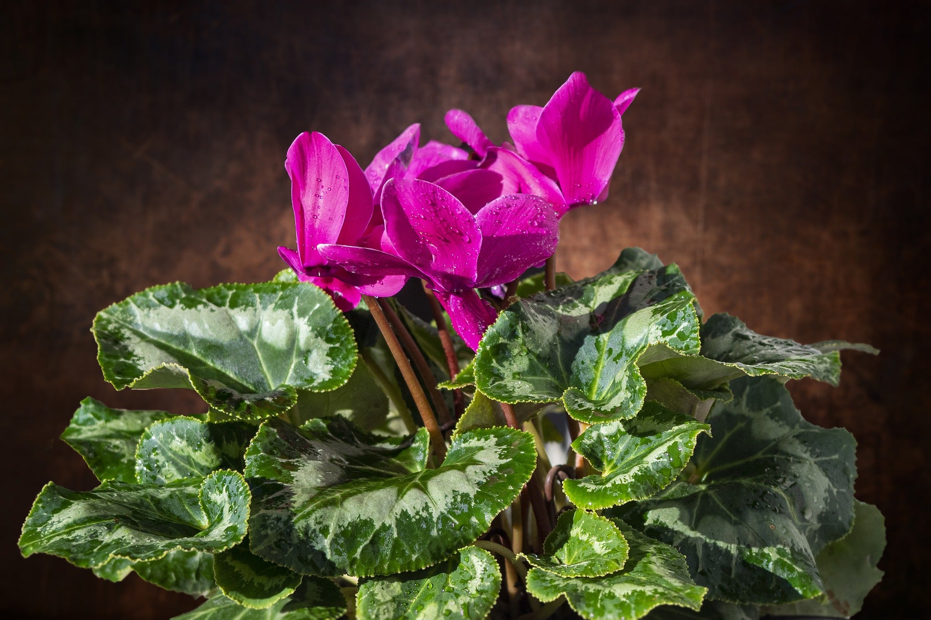Pink Cyclamen Flower seeds for Planting - Drought Tolerant, Heirloom & GMO Free Seeds for Home Garden