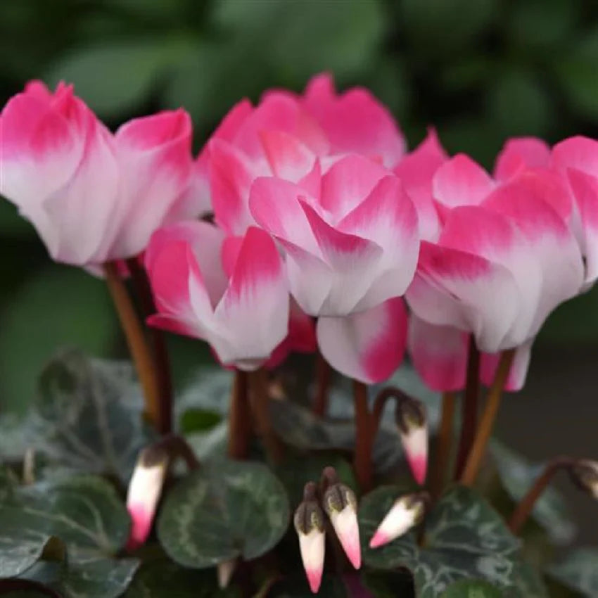 Persicum Flower seeds for Planting - Fragrant Blossoms, Heirloom & GMO Free Seeds for Home Garden