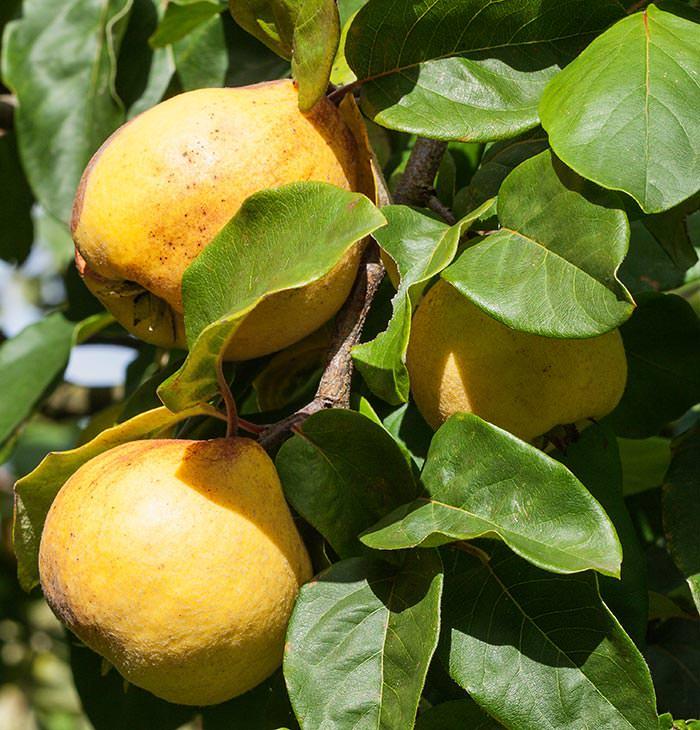 Yellow Cydonia Pome Fruit Seeds Planting Exotic