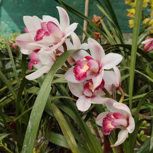 Pink & White Cymbidium Orchid Flower seeds for Planting - Perfect for Borders, Heirloom & GMO Free Seeds for Home Garden