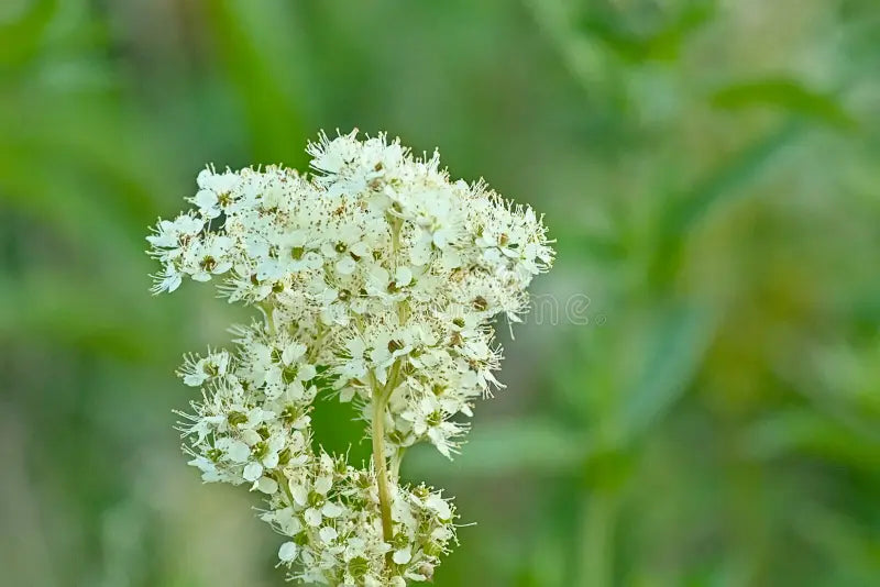 Green Filipendula Flower seeds for Planting - Fragrant Blossoms, Heirloom & GMO Free Seeds for Home Garden