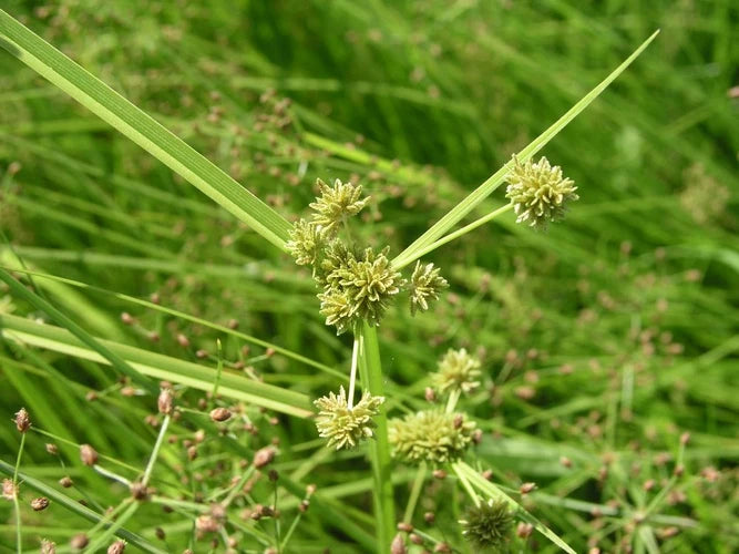 Yellow Cyperus Papyrus Flower seeds for Planting - Cut Flower Favorite, Heirloom & GMO Free Seeds for Home Garden