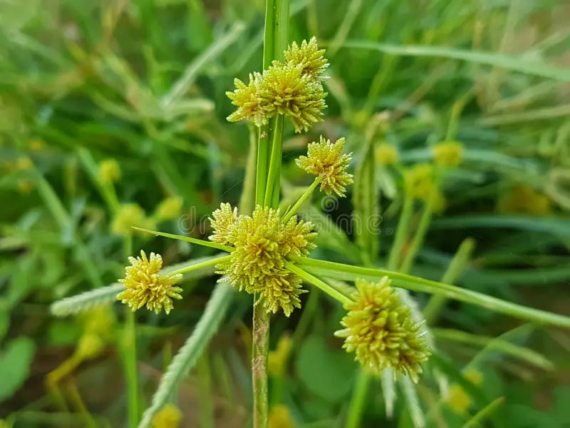 Yellow Cyperus Papyrus Flower seeds for Planting - Cut Flower Favorite, Heirloom & GMO Free Seeds for Home Garden