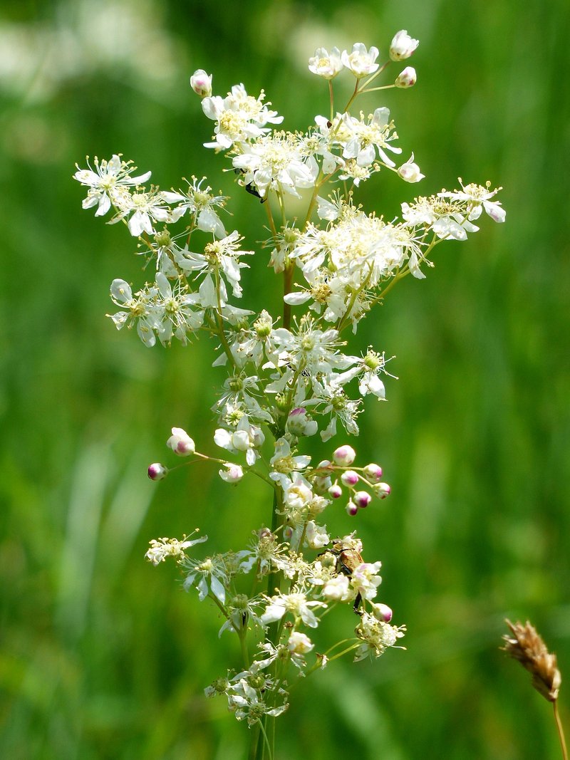 Meadowsweet Seeds for Planting Filipendula ulmaria for herbal gardens and wetland areas