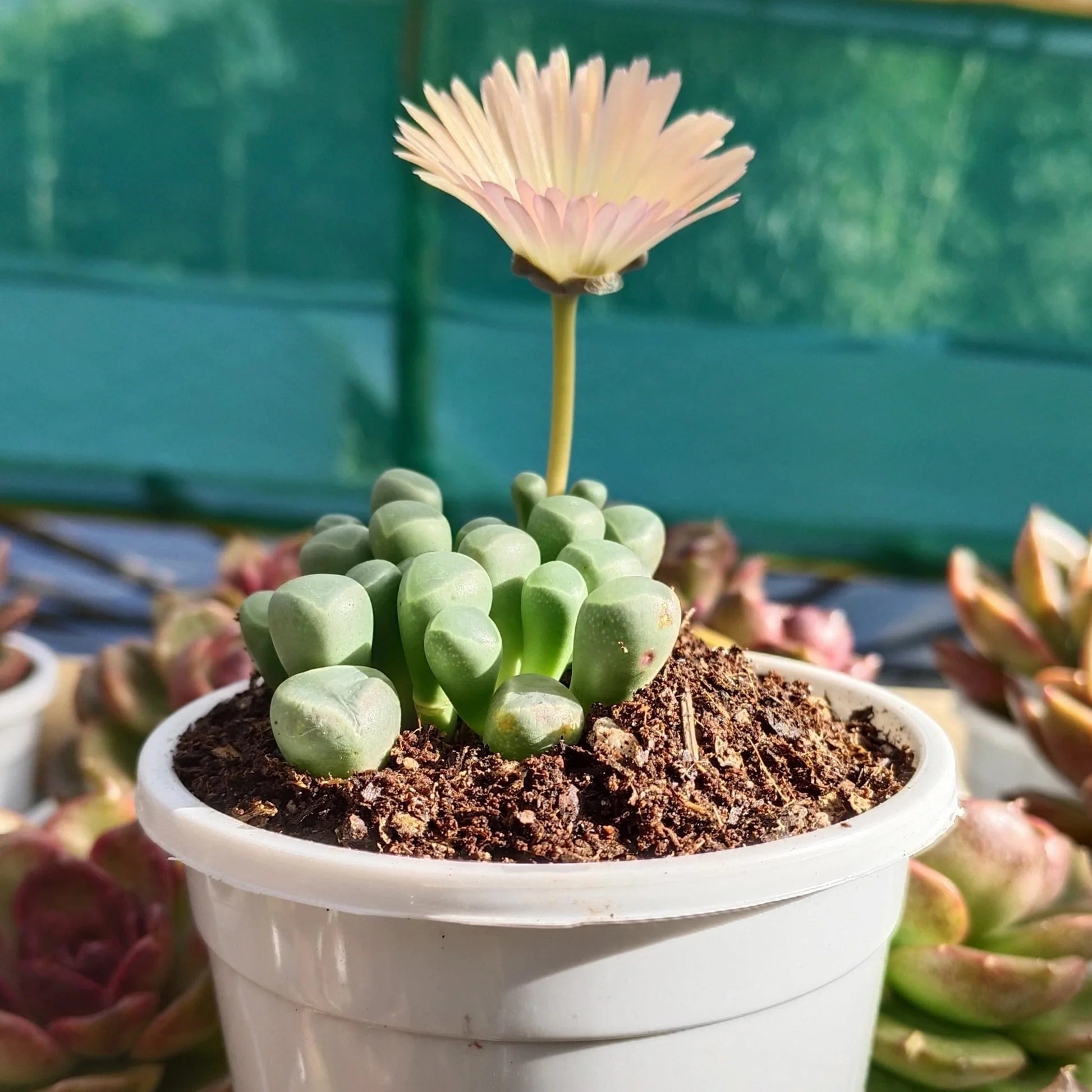 Mixed Gibbaeum Flower seeds for Planting - Seasonal Bloomer, Heirloom & GMO Free Seeds for Home Garden