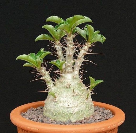 Mixed Caudex Flower seeds for Planting - Easy to Grow, Heirloom & GMO Free Seeds for Home Garden