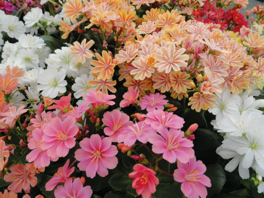 Mixed Lewisia Flower seeds for Planting - Compact Growth, Heirloom & GMO Free Seeds for Home Garden