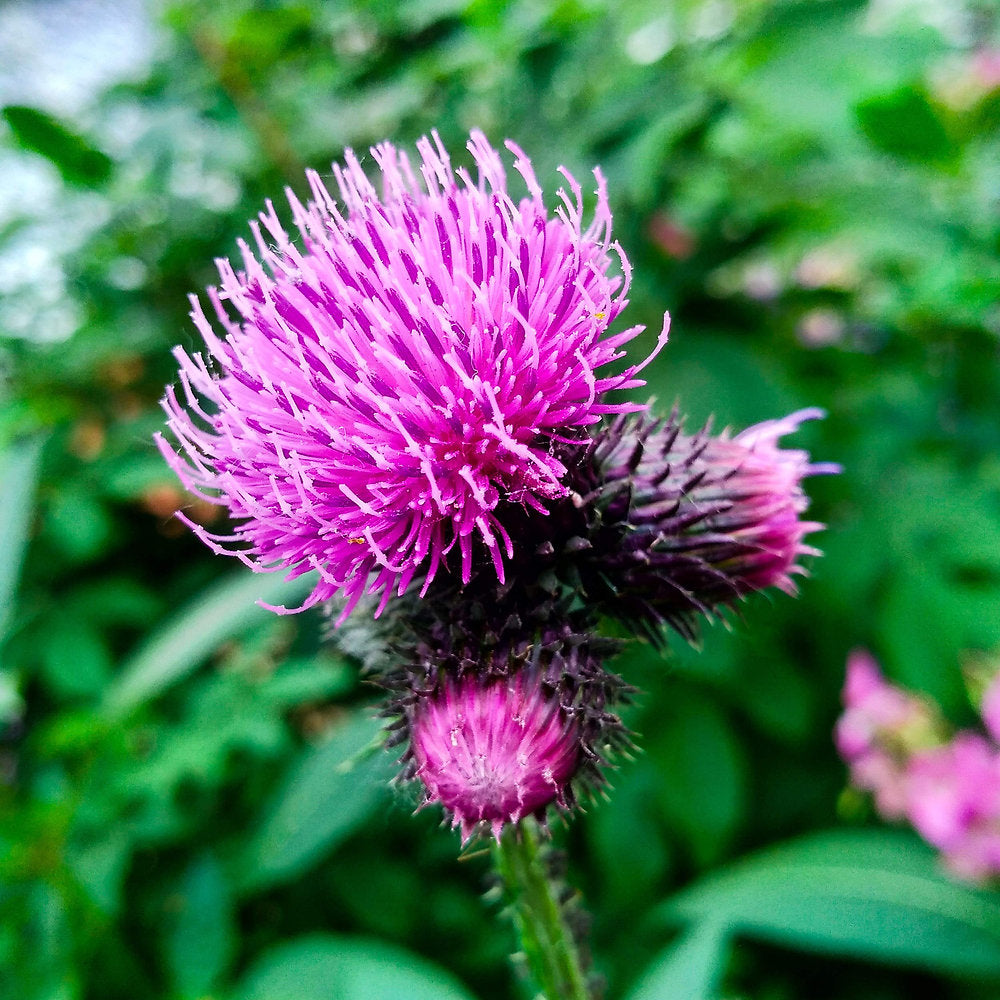 Pink Arctium Lappa Flower seeds for Planting - Low Maintenance, Heirloom & GMO Free Seeds for Home Garden