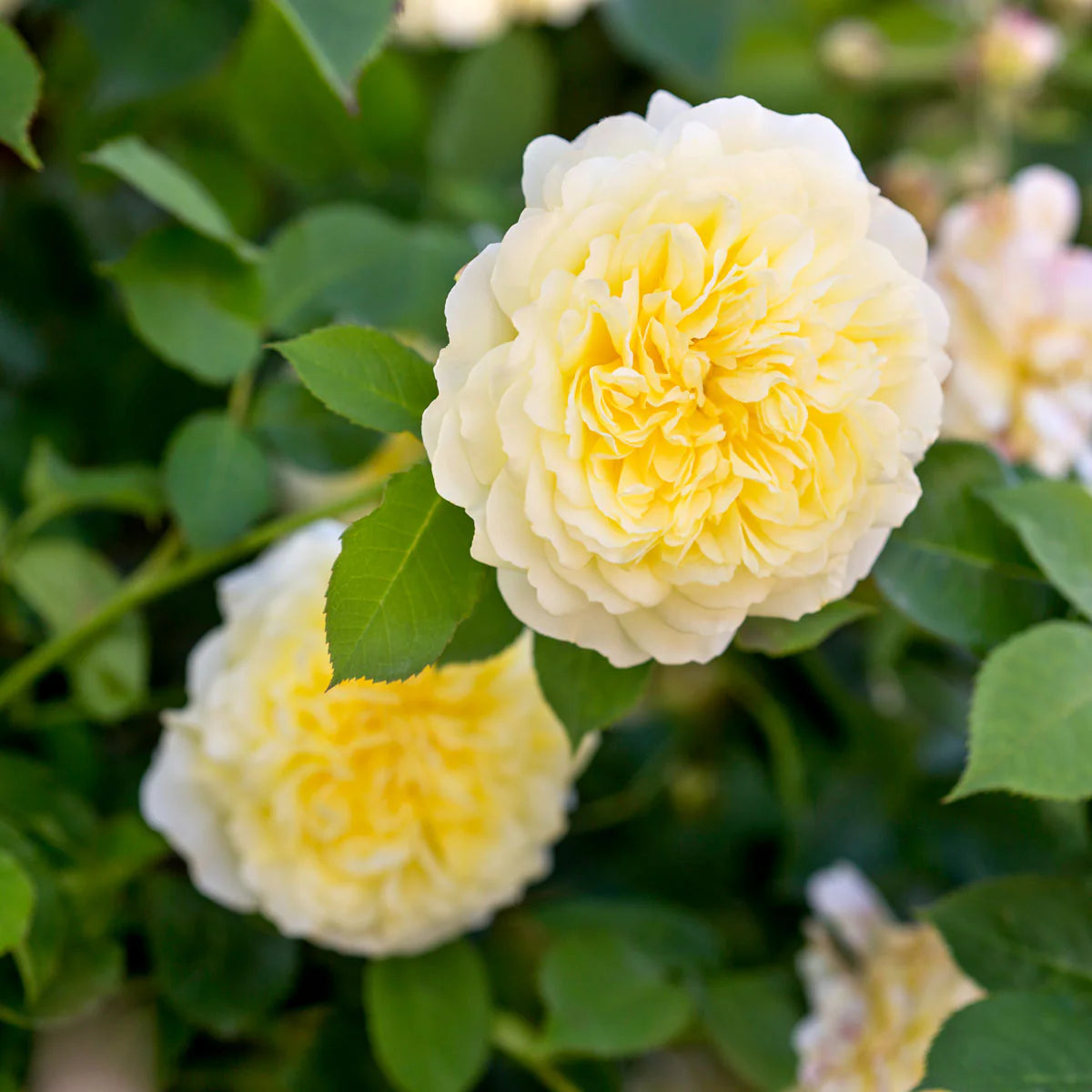 Yellow Climbing Rose Flower seeds for Planting - Perfect for Borders, Heirloom & GMO Free Seeds for Home Garden