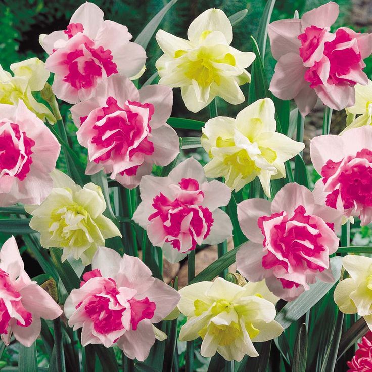 Mixed Colour Pink Daffodil Seeds for Planting Cottage Garden Essential Heirloom & GMO Free Seeds for Home Garden
 
 Sale